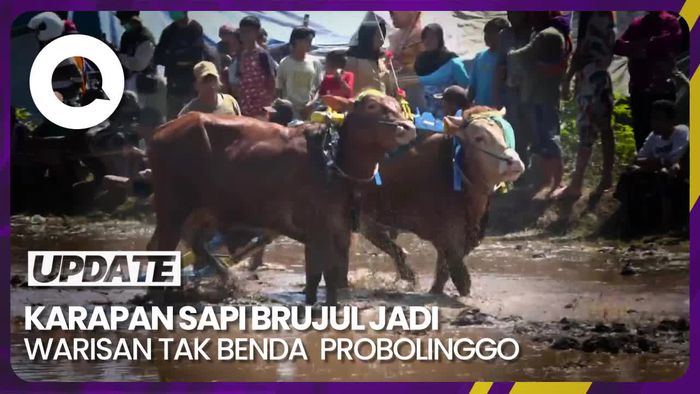 Melihat Tradisi Karapan Sapi Brujul di Probolinggo