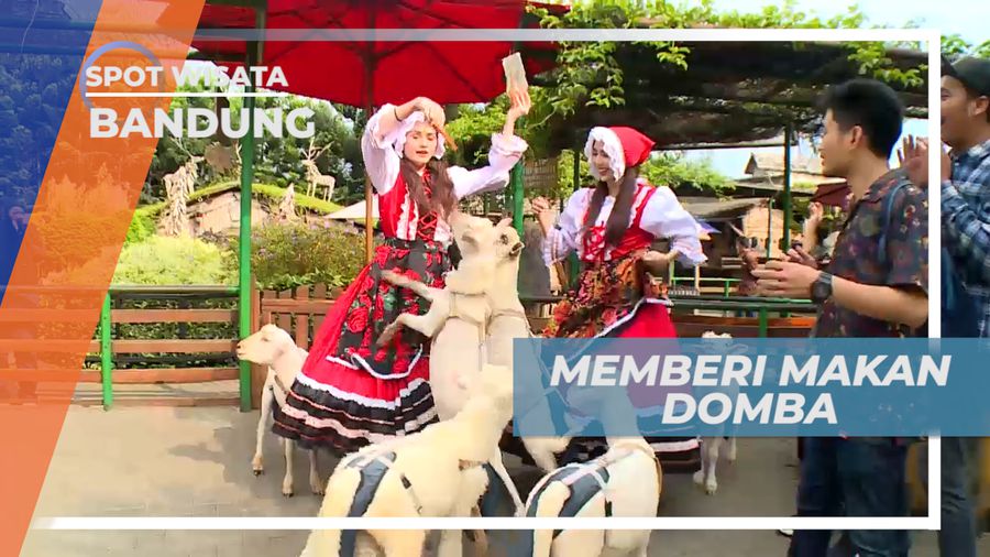 Sensasi Memberi Makan Domba-Domba Lucu Asli Selandia Baru, bandung