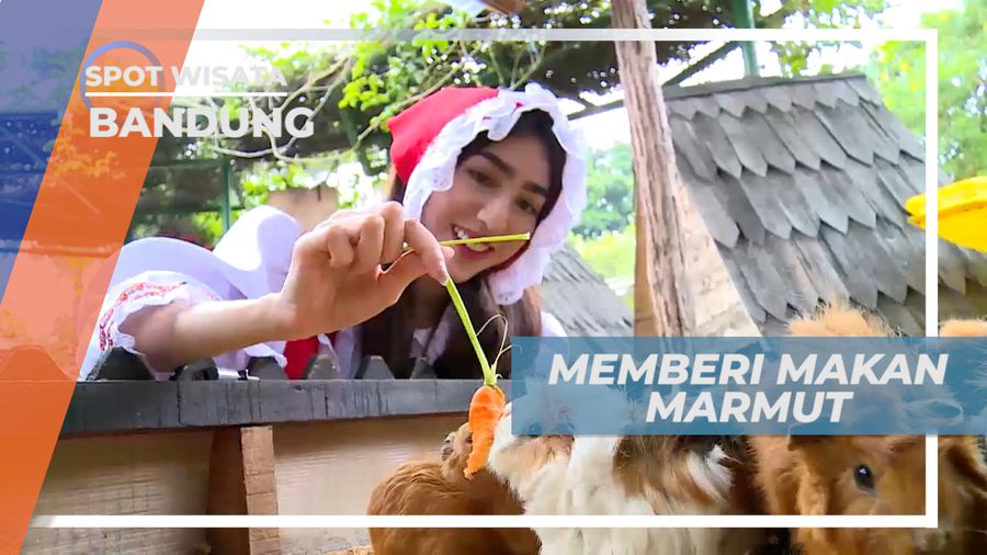 Senangnya Berinteraksi Dengan Marmut Lucu yang Menggemaskan, Bandung