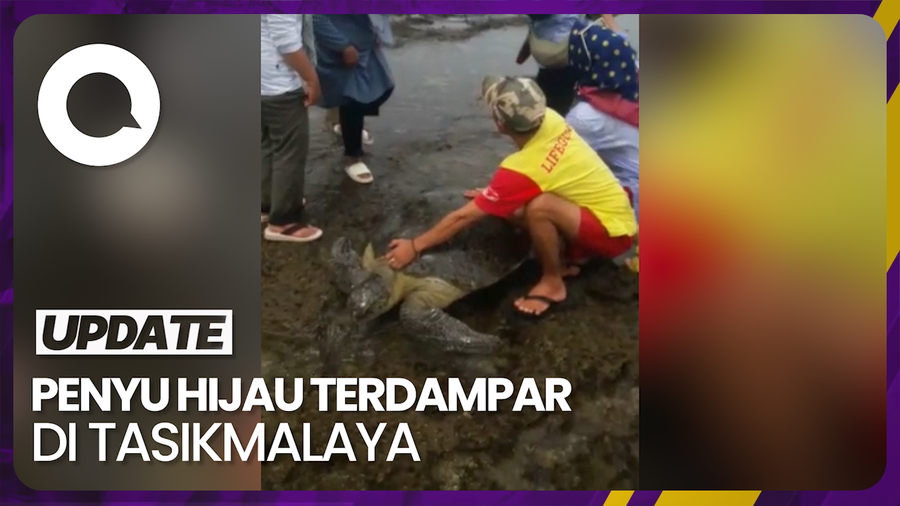 Proses Evakuasi Penyu Hijau yang Terdampar di Tasikmalaya