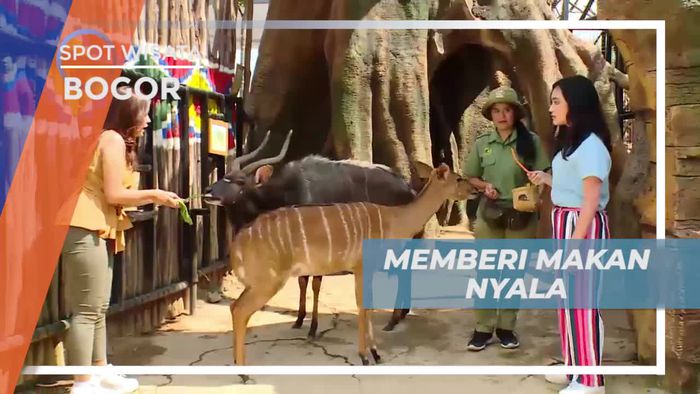 Pengalaman Pertama Memberi Makan Nyala di Bogor
