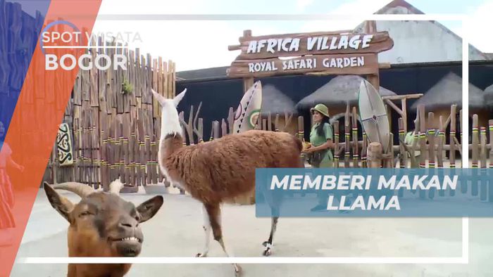 Pengalaman Seru Memberi Makan Llama di Bogor