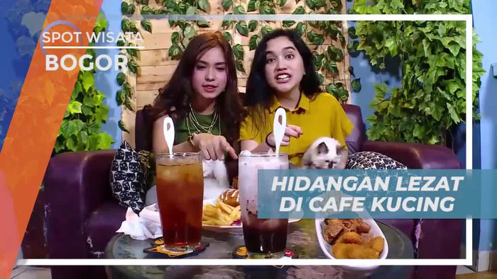Santap Lezat Kuliner Istimewa Ditemani Kucing Lucu di Bogor