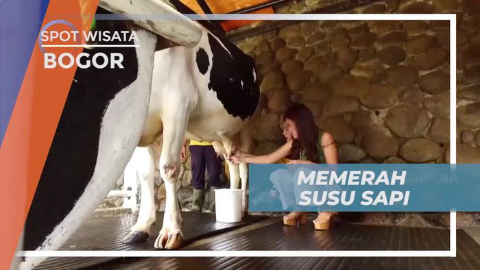 Mencoba Memerah Susu Sapi di Peternakan, Bogor