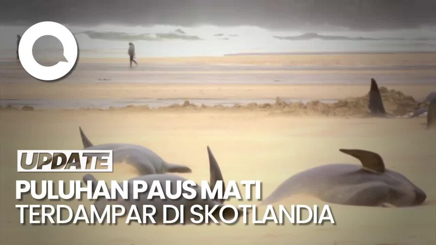 Sedih, 55 Paus Pilot Mati Terdampar di Pantai Skotlandia