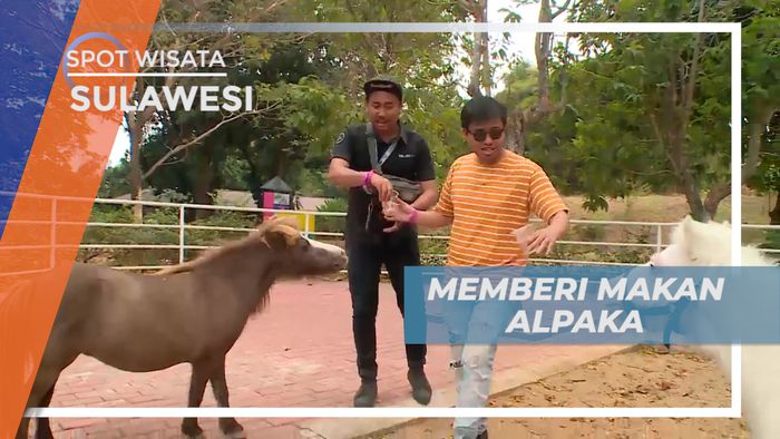 Senangnya Bermain Dengan Alpaka dan Kuda Poni di Taman Mini, Jakarta