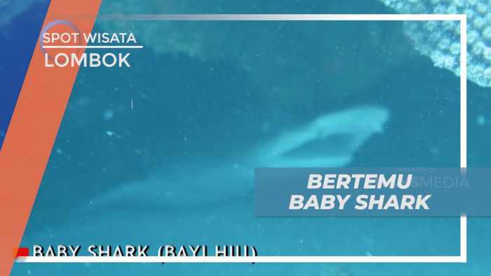 Pengalaman Seru Bertemu Baby Shark di Heaven Turtle, Lombok