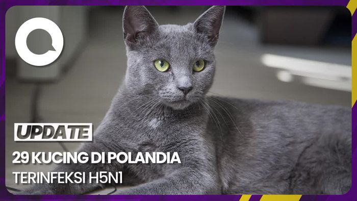 Muncul Wabah Flu Burung Pada Kucing di Polandia, WHO: Masih Diinvestigasi