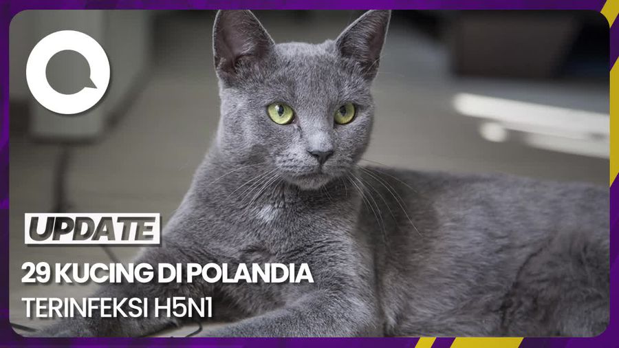 Muncul Wabah Flu Burung Pada Kucing di Polandia, WHO: Masih Diinvestigasi