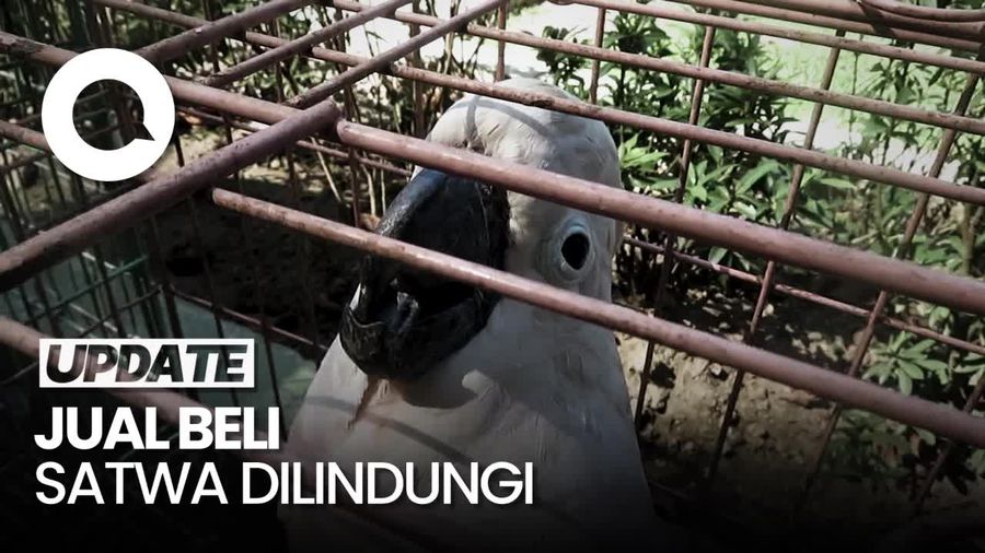 Pria Asal Kendal Ditangkap Usai Jual 100 Burung Paruh Bengkok di Yogya