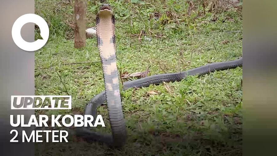 Heboh Ular Kobra 2 Meter Gegerkan Warga Gorontalo