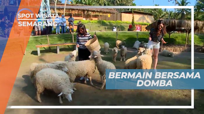 Senangnya Berinteraksi Dengan Domba yang Lucu Menggemaskan, Semarang