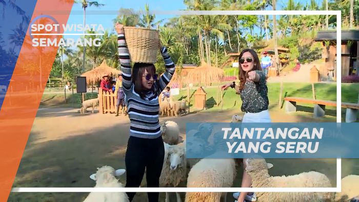 Pengalaman Seru Memberi Makan Domba Secara Lengsung, Semarang