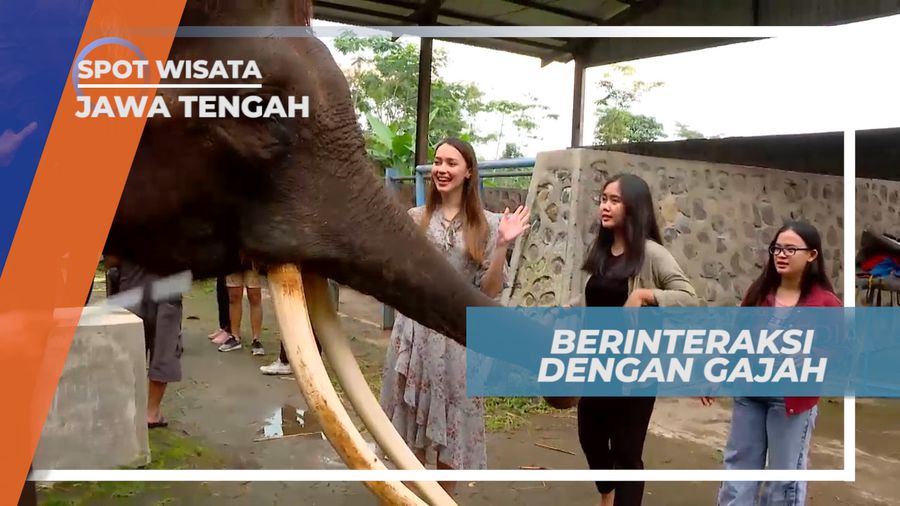 Pengalaman Seru, Berinteraksi Dengan Gajah Lampung yang Pintar, Pekalongan