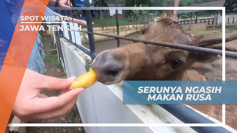 Berbagi Keseruan, Memberi Makan Rusa Secara Langsung, Pekalongan
