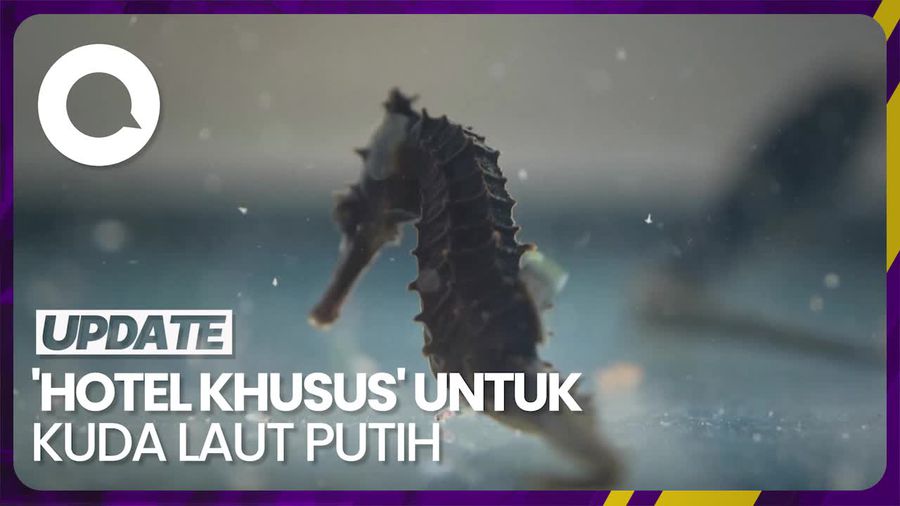 Populasi Kuda Laut Putih Terancam, Australia Siapkan Hotel Khusus