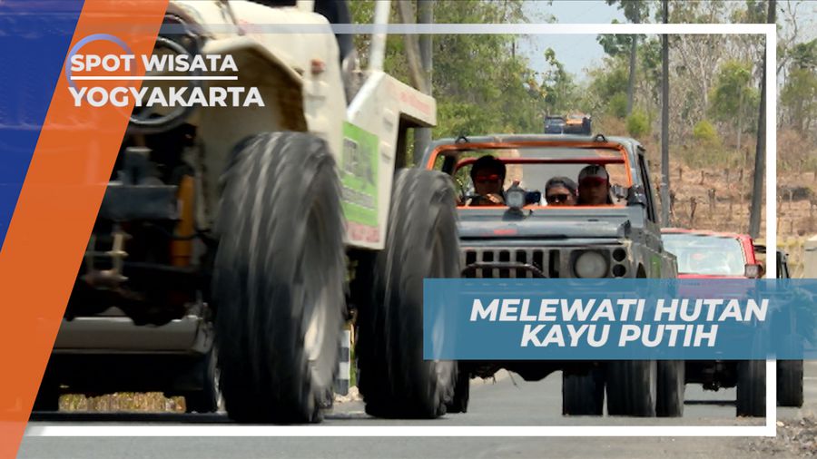 Menyusuri Hutan Kayu Putih Dengan Naik Mobil Offroad Menuju Goa Pindul, Yogyakarta