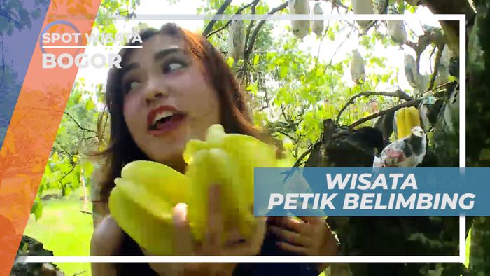 Senangnya Memetik Buah Belimbing Langsung dari Kebunnya, Bogor