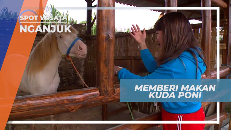 Momen Memberi Makan Kuda Poni di Selo Park Nganjuk