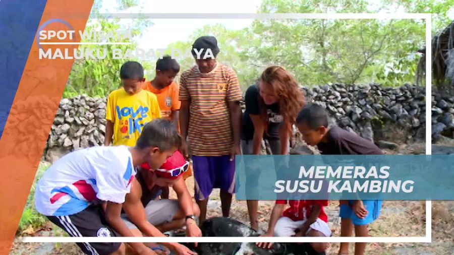 Melihat Dari Dekat Pemerahan Susu Kambing di Pantai Sera Maluku Barat Daya