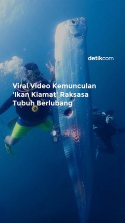 Viral Video Kemunculan Ikan Kiamat Raksasa Tubuh Berlubang