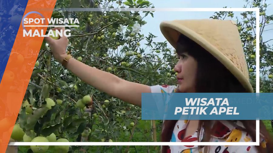 Senangnya Memetik Apel Langsung dari Kebunnya, Kota Batu