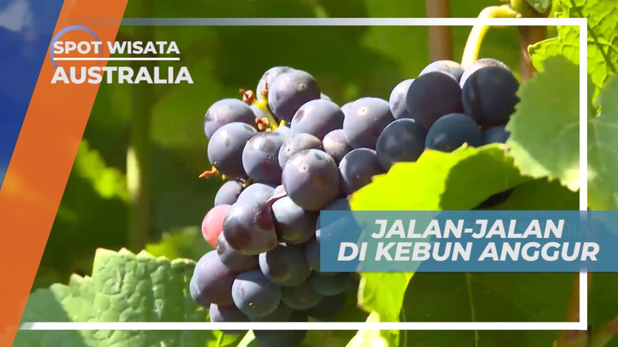 Seru-seruan Menyusuri Perkebunan Anggur yang Luas, Australia