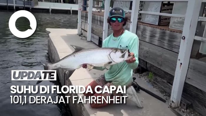 Suhu Ekstrem di Florida, Ikan-ikan Laut Mati Mengambang