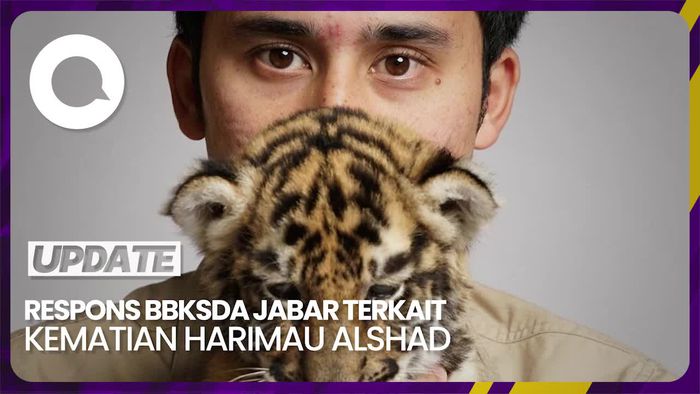 4 Poin dari BBKSDA Jabar soal Heboh Anak Harimau Alshad Mati Lagi