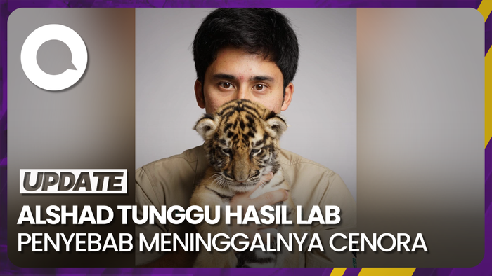 Teka-teki Meninggalnya Anak Harimau Benggala Alshad Ahmad