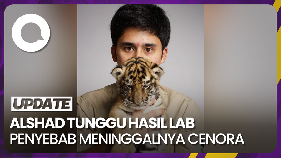Teka-teki Meninggalnya Anak Harimau Benggala Alshad Ahmad