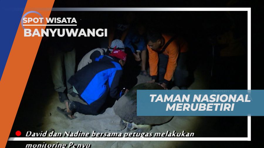 Taman Nasional Merubetiri, Mengujungi Tempat Penangkaran Penyu di Ujung Timur Pulau Jawa, Banyuwangi