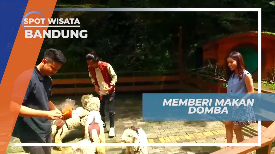 Serunya Memberi Makan Domba-domba Lucu di Taman Wisata, Bandung
