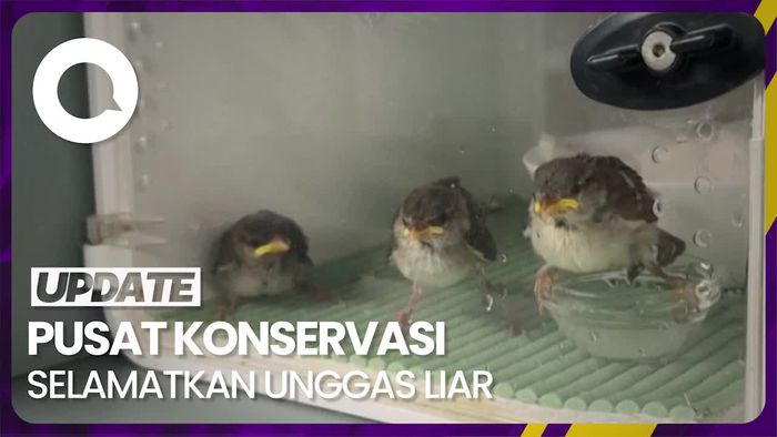 Tak Hanya Manusia, Burung Pun Menderita Akibat Suhu Panas Ekstrem