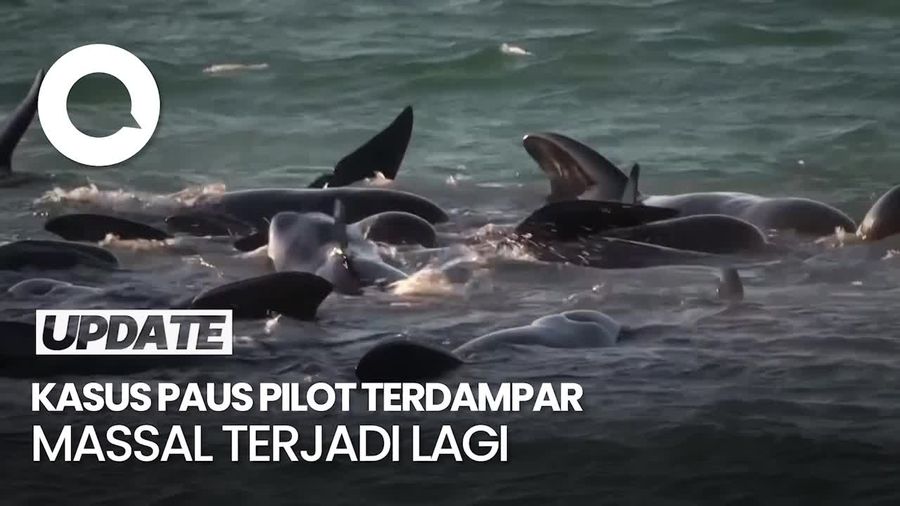 Penampakan 100 Ekor Paus Pilot Terdampar di Australia