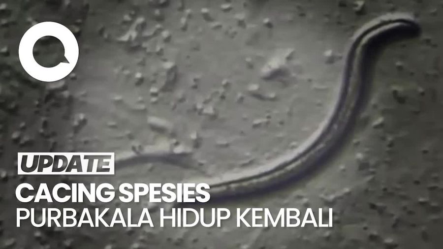 Makhluk Purbakala Ini Hidup Lagi Setelah Membeku 46.000 Tahun