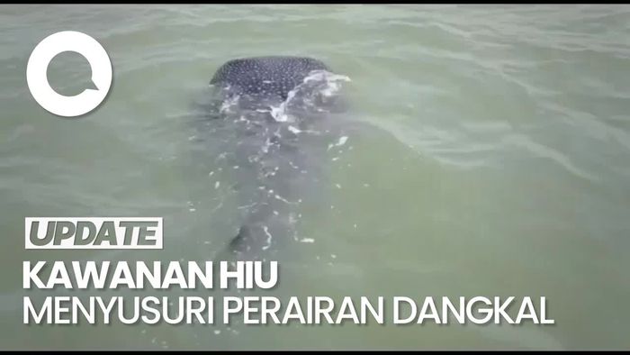 Penampakan Kawanan Hiu Tutul Muncul di Perairan Pasuruan