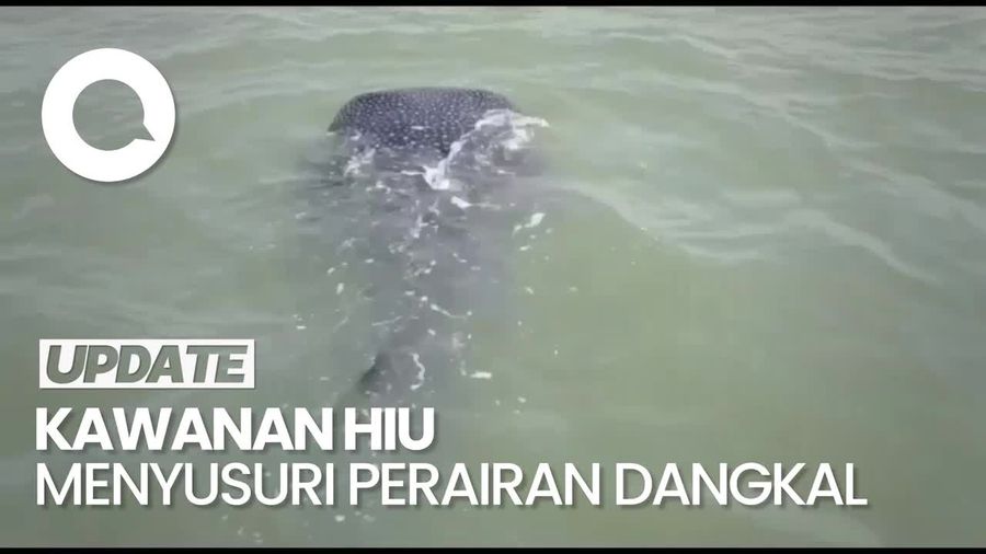 Penampakan Kawanan Hiu Tutul Muncul di Perairan Pasuruan
