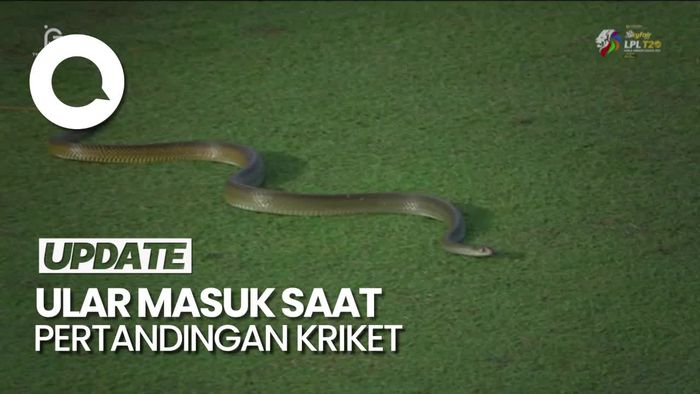 Duh, Ada Ular Ikut Gabung Pertandingan Kriket di Sri Lanka