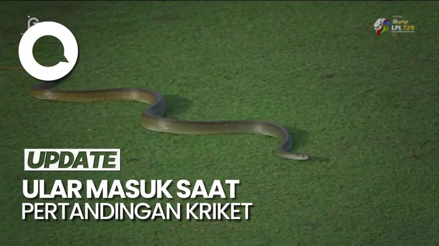 Duh, Ada Ular Ikut Gabung Pertandingan Kriket di Sri Lanka