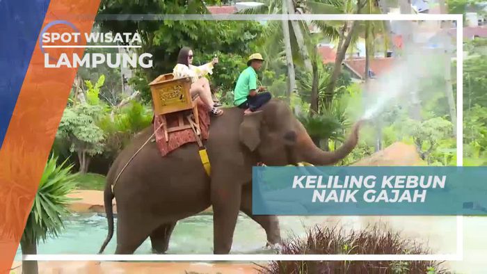 Pengalaman Seru Naik Gajah Berkeliling Kebun, Lampung
