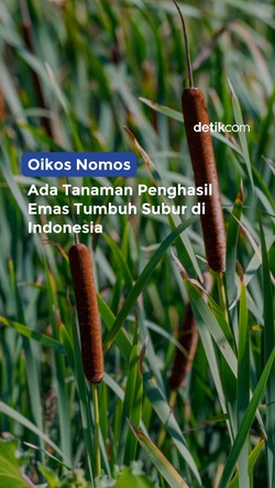 Ada Tanaman Penghasil Emas Tumbuh Subur di RI!