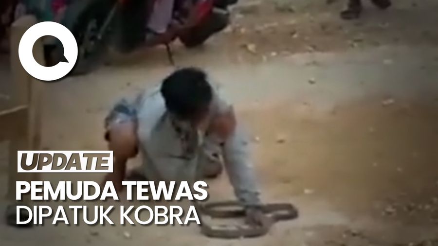 Momen Pengamen di Grobogan Tewas Dipatuk Ular Kobra saat Atraksi