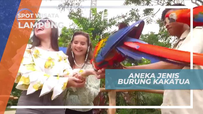 Mengenal Aneka Jenis Burung Kakatua di Lampung