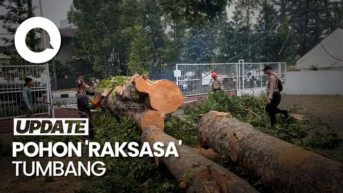 Penampakan Pohon Berusia 50 Tahun Tumbang di Jalan Dago Bandung