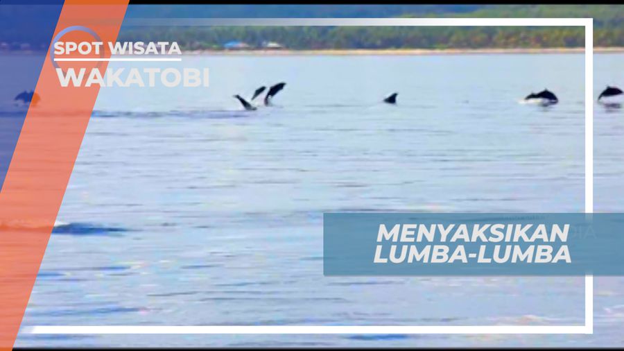 Melihat Dari Dekat Lumba-lumba di Perairan Pulau Kapota Wakatobi
