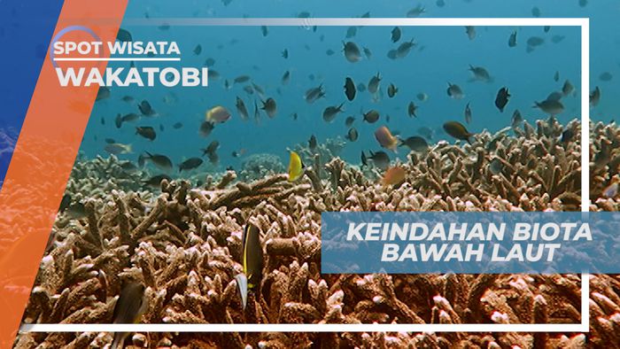 Diving Menikmati Keindahan Bawah Laut Wakatobi