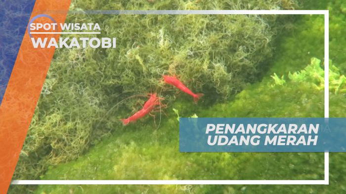 Mengunjungi Penangkaran Udang Merah Wakatobi