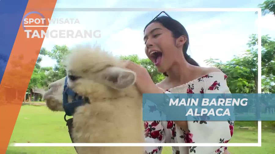Berkenalan Dengan Alpaca, Satwa Lucu di Kawasan Wisata Tangerang