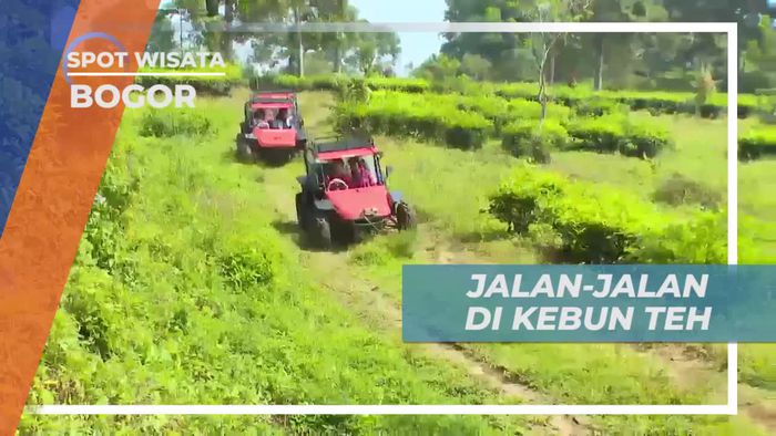 Menyusuri Kawasan Kebun Teh di Kota Bogor